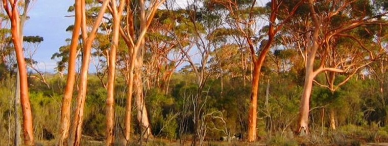 It is National Eucalypt Day!