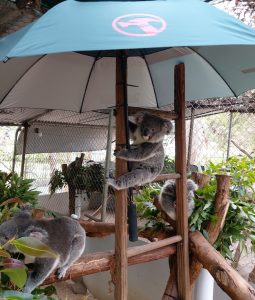 koalas shading from the heat under umbrella